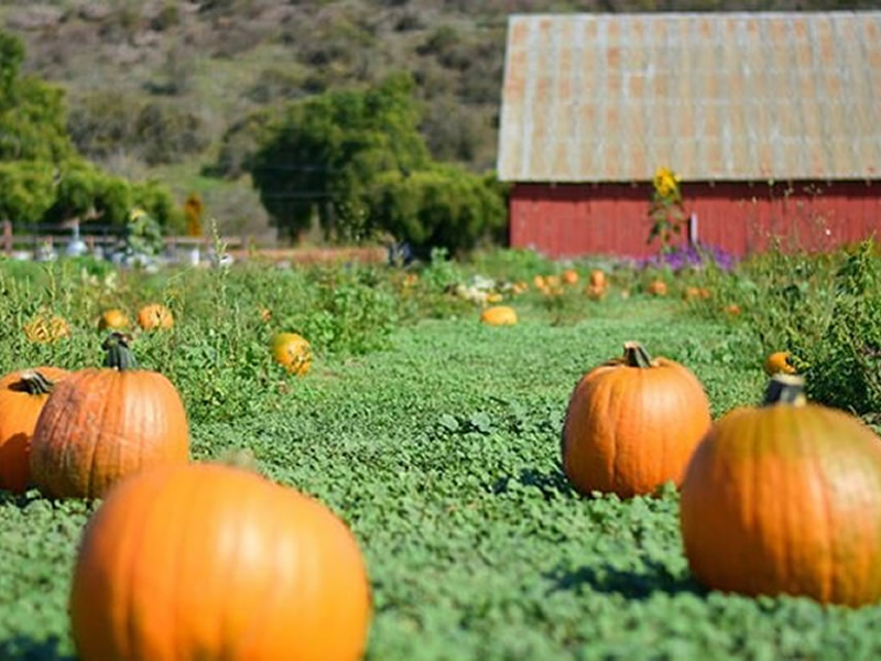 Fall in Love With Lompoc California's Harvest & Halloween Events