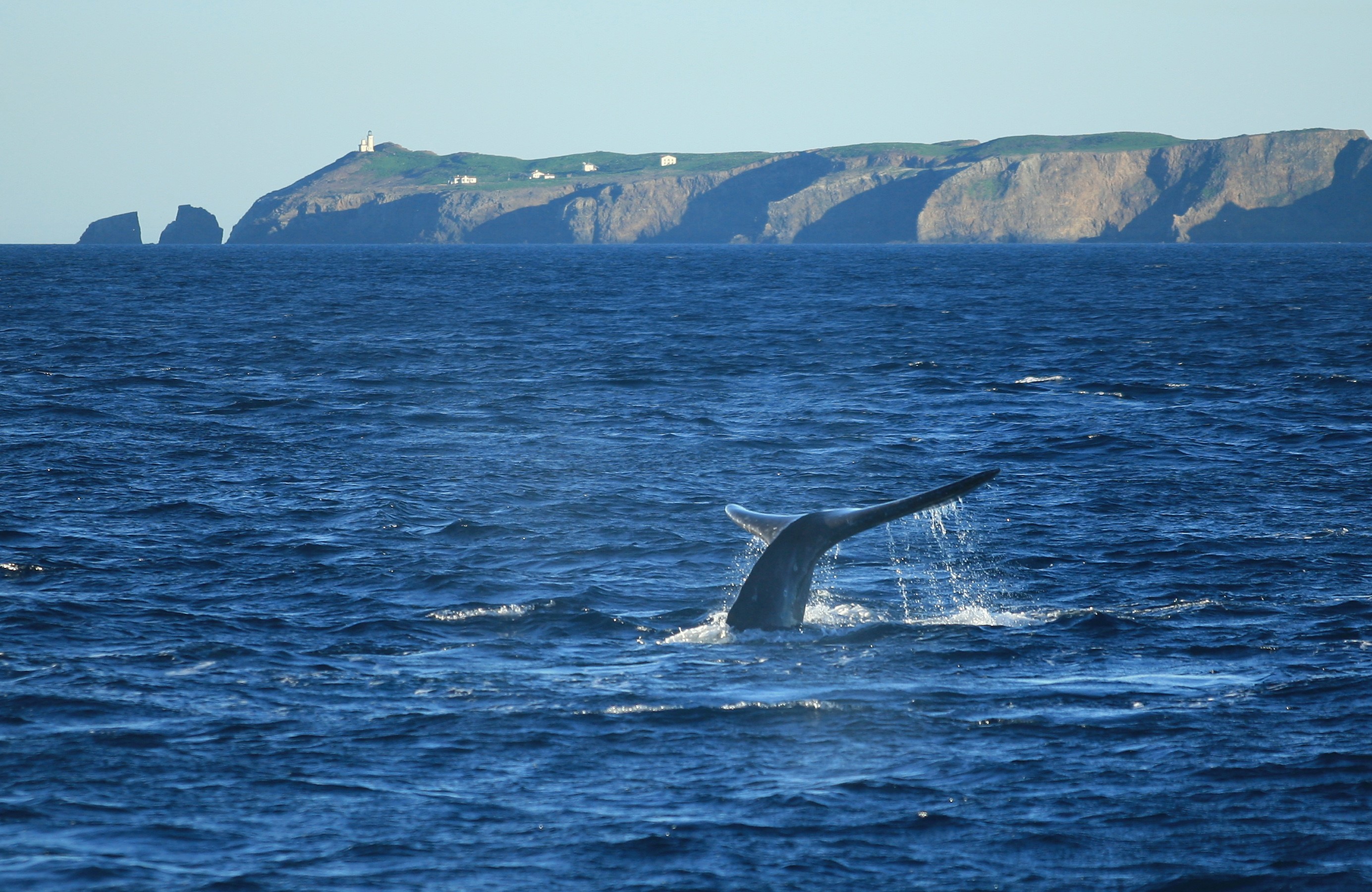 Winter Whale Watching in Ventura CA | Island Packers Channel Islands