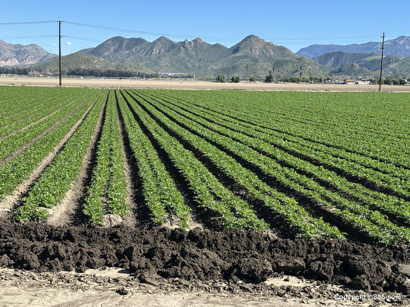 Farming in Ventura County: Top Crops, Farms, and Local Markets