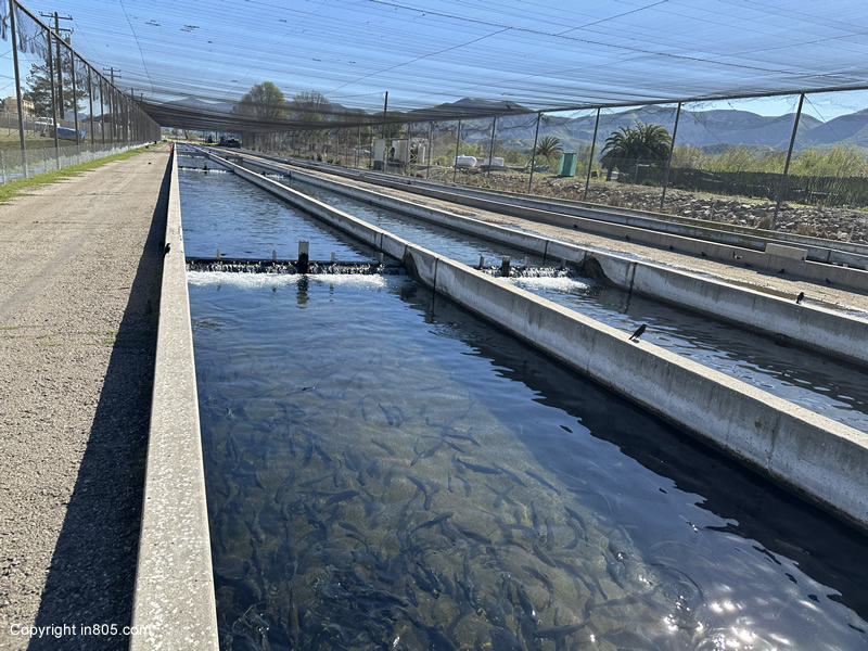 Fillmore Hatchery