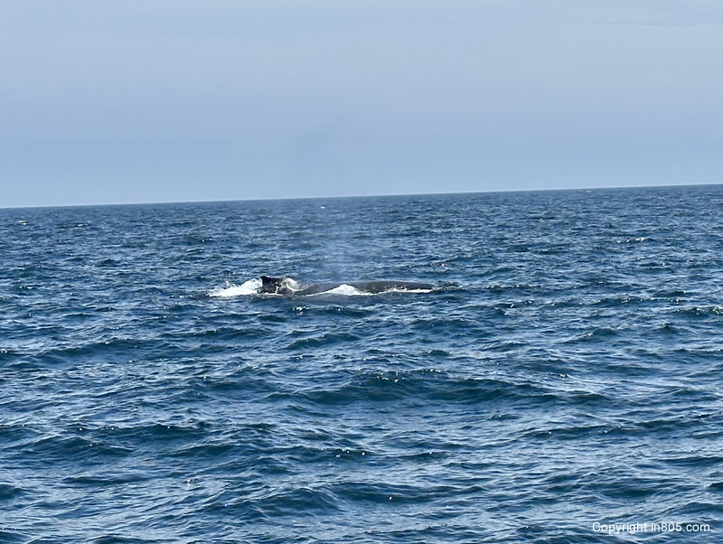 Channel Islands Whale Watching