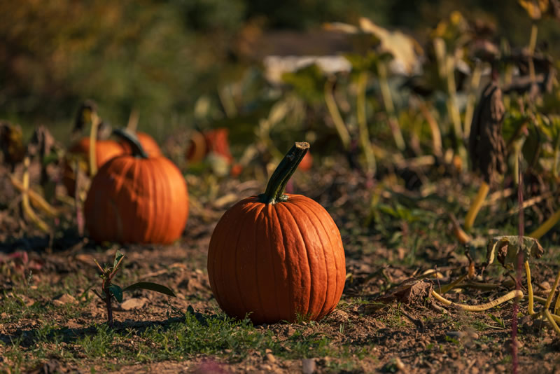 Pumpkins in a field during the fall harvest season