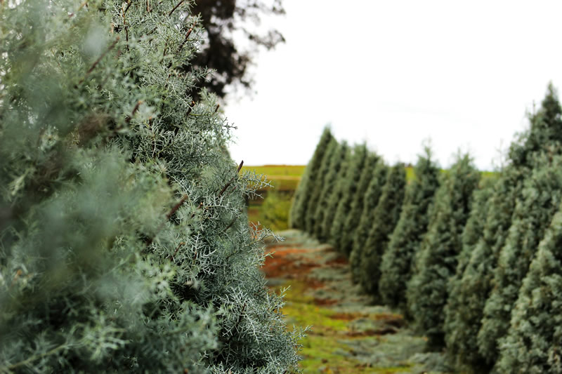 Best Christmas Tree Farms in Ventura, Santa Barbara & SLO Counties