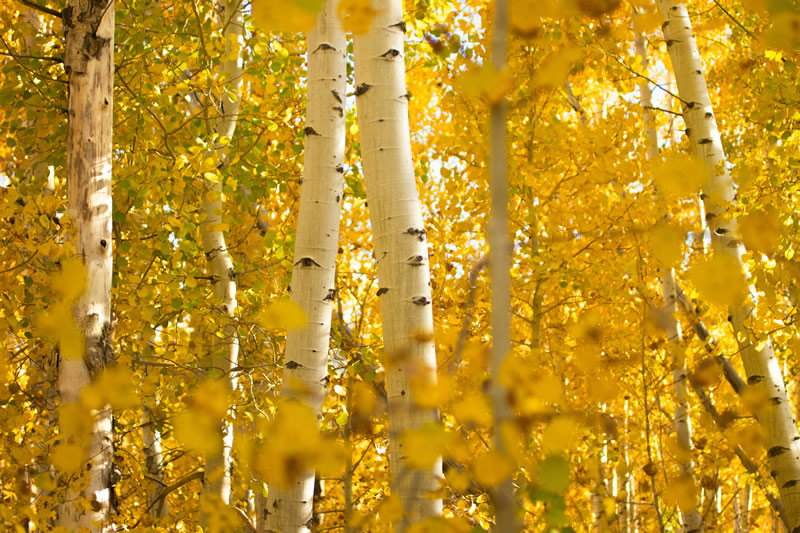 Best Places to See Fall Colors in the 805 | Ventura, Santa Barbara & SLO
