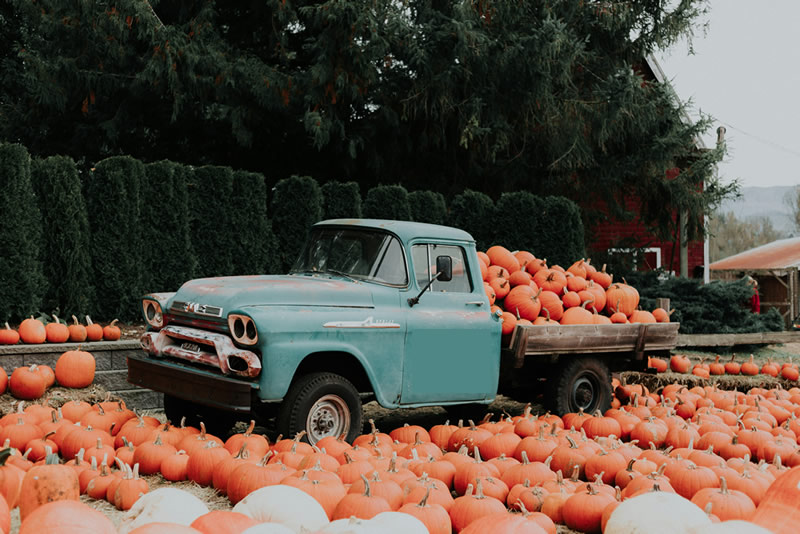Best Pumpkin Patches in the 805 | Ventura, Santa Barbara & SLO
