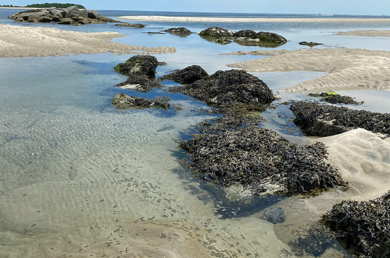 Best Tide Pools in Ventura, Santa Barbara & San Luis Obispo Counties